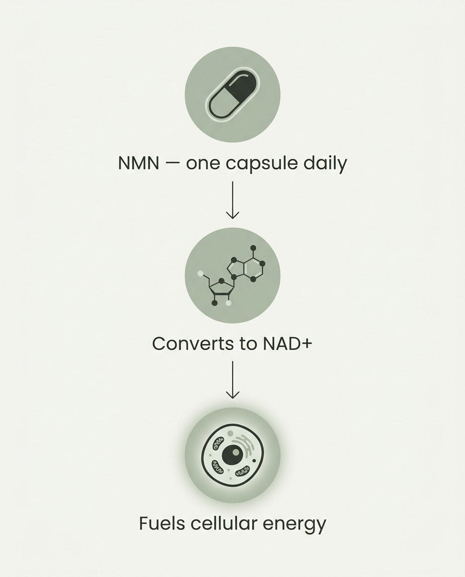 Diagram: NMN one capsule daily converts to NAD+ and fuels cellular energy